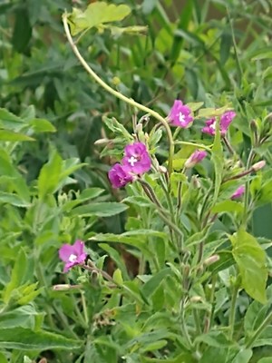 photo of Great Willowherb
