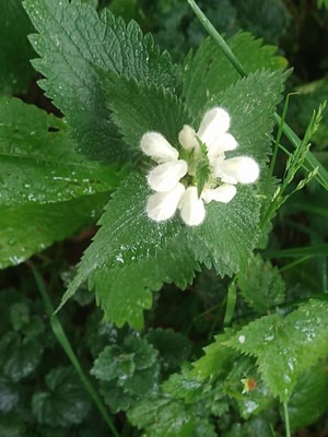 photo of White Dead Nettle