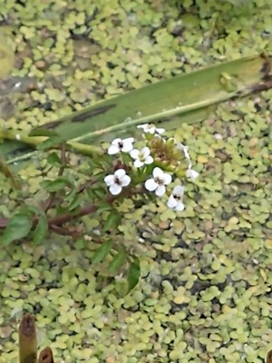 photo of Sweet Alison