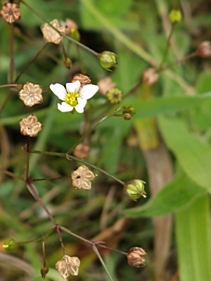photo of Fairy Flax