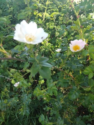 photo of Common Dog Rose