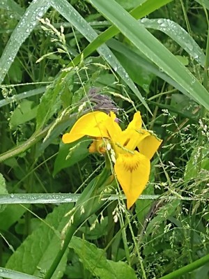 photo of Yellow Iris