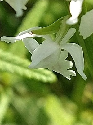 photo of Common Spotted Orchid