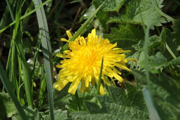 photo of Dandelion