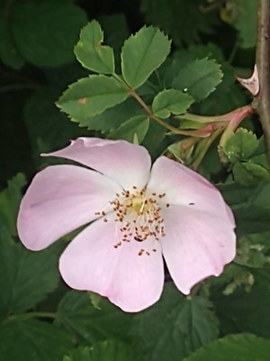 photo of Common Dog Rose