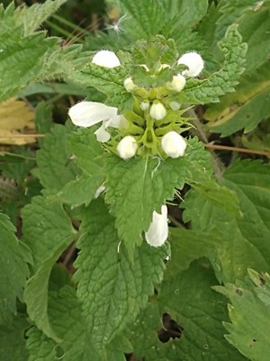 photo of White Dead Nettle