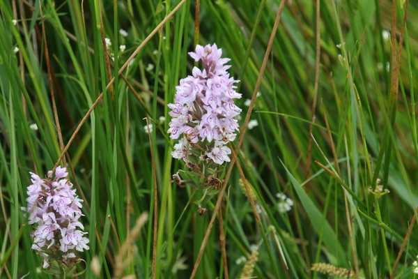 photo of Common Spotted Orchid