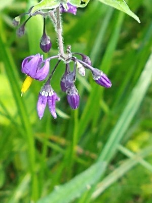 photo of Bittersweet