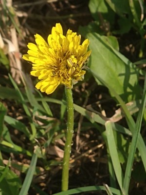 photo of Dandelion