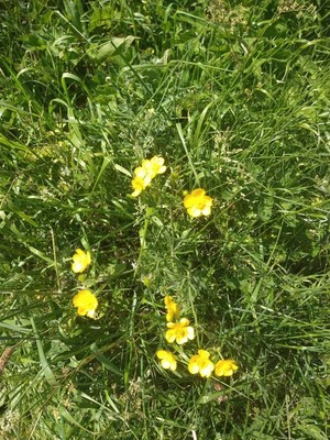 photo of Meadow Buttercup