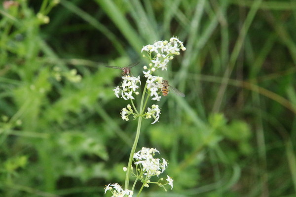photo of Hedge Bedstraw