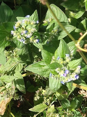 photo of Green Alkanet