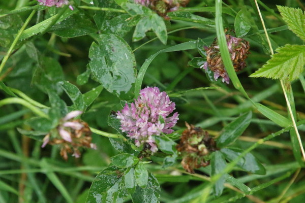 photo of Red Clover