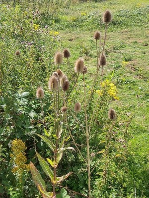 photo of Teasel