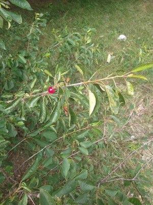 photo of Black Cherry