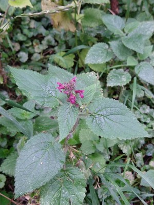 photo of Hedge Woundwort