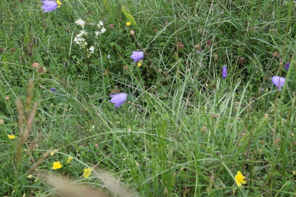 photo of Harebell