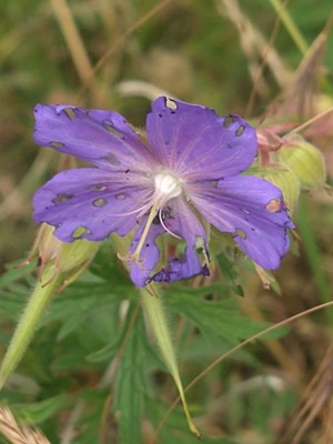 photo of Meadow Crane's Bill