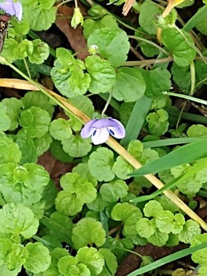 photo of Slender Speedwell