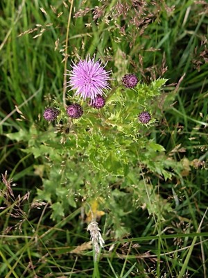 photo of Creeping Thistle