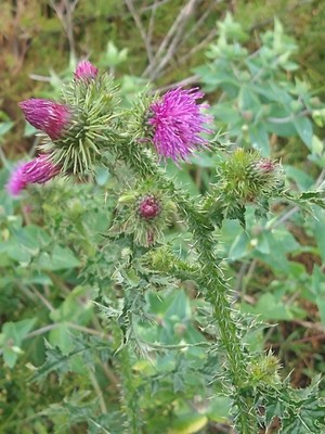 photo of Plumeless Thistle