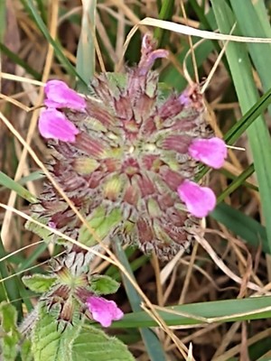photo of Wild Basil