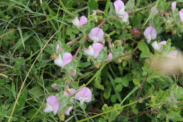 photo of Spiny Restharrow