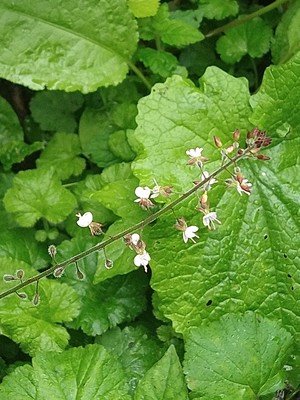 photo of Enchanter's Nightshade