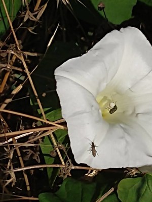 photo of Hedge Bindweed