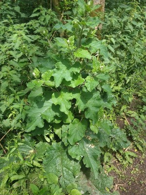 photo of Lesser Burdock