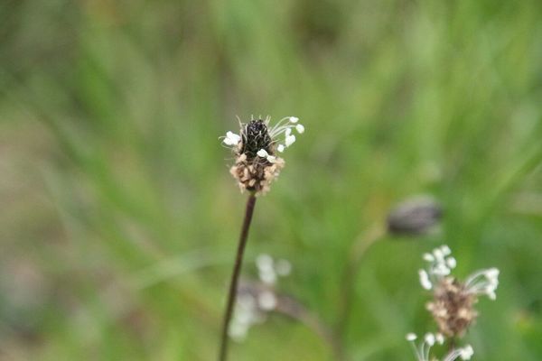 photo of Ribwort Plantain