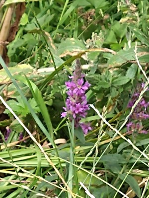 photo of Purple Loosestrife