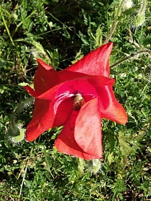 photo of Common Poppy