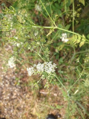 photo of Cow Parsley