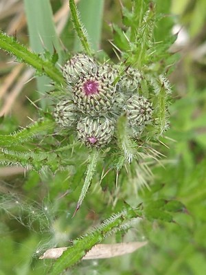 photo of Marsh Thistle