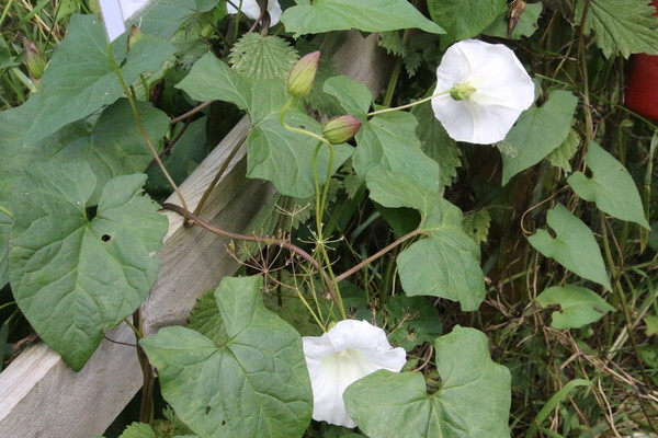 photo of Large Bindweed