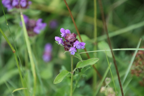 photo of Selfheal