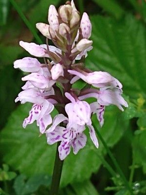 photo of Common Spotted Orchid