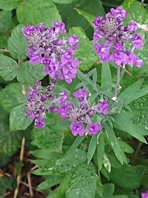 photo of Purple Toadflax