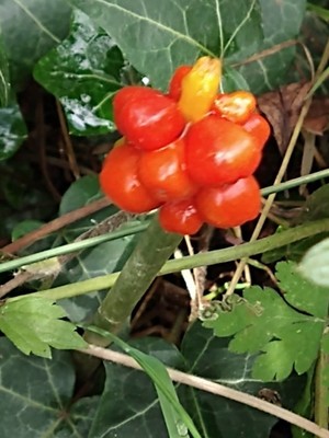 photo of Italian Arum