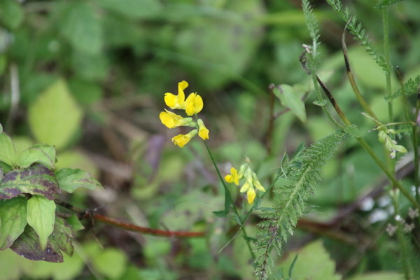 photo of Meadow Vetchling