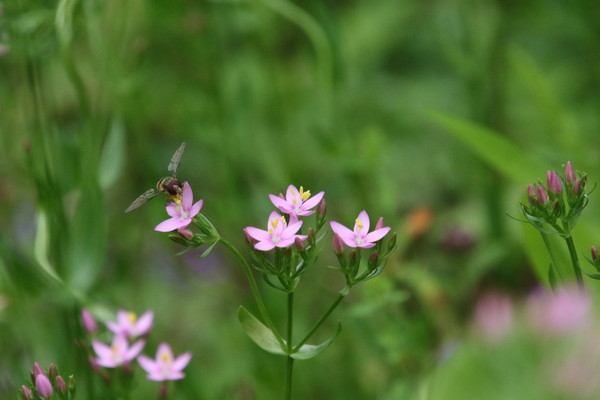 photo of Common Centaury