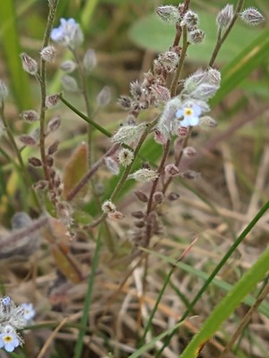 photo of Early Forget Me Not