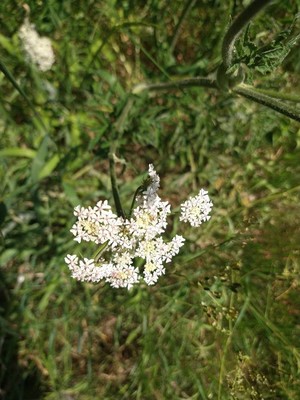 photo of Hogweed