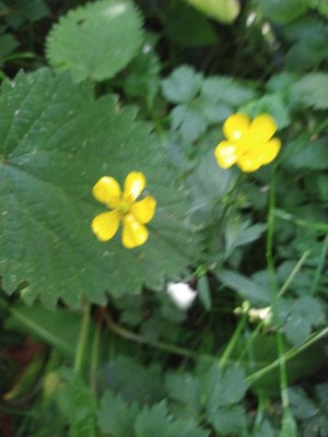 photo of Large Leaved Avens