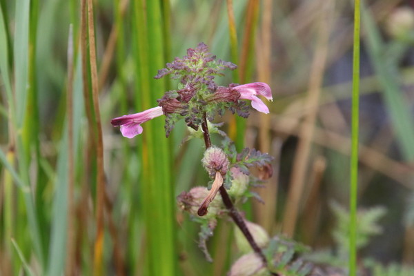 photo of Marsh Lousewort