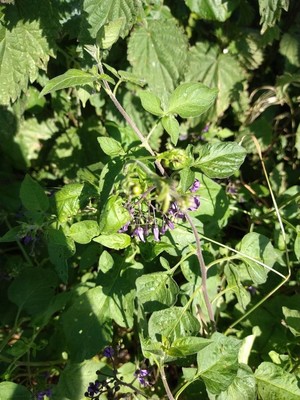 photo of Bittersweet