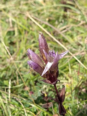 photo of Autumn Gentian