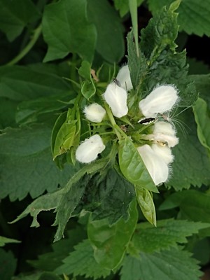 photo of White Dead Nettle