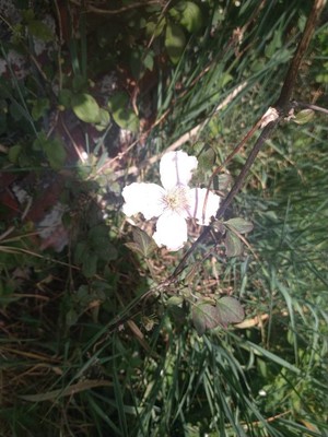 photo of Mountain Clematis